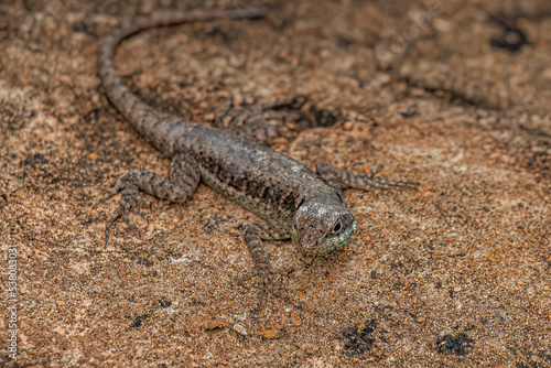 Small ground lizard photo