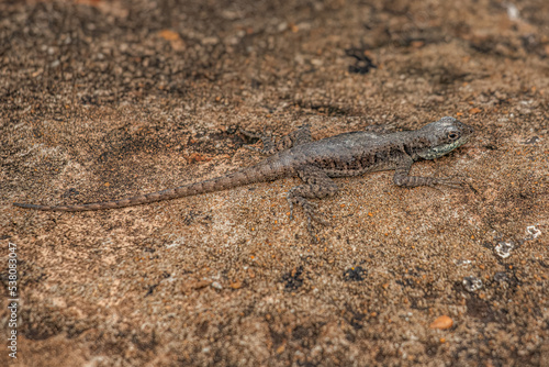 Small ground lizard photo