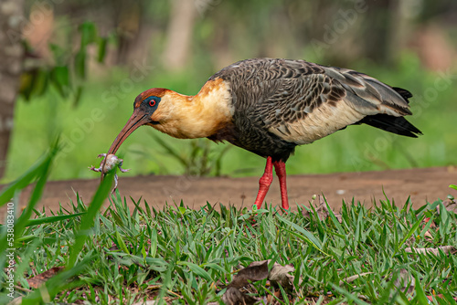 Buff necked Ibis photo