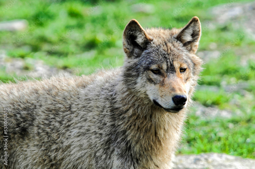 Mackenzie-Wölfe (Canis lupus occidentalis), Captive, Deutschland, Europa