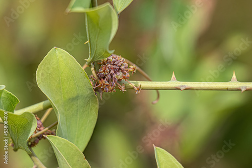 Greenbrier Angiosperm Plant photo