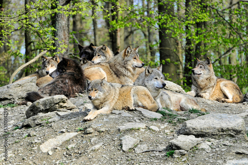 Mackenzie-Wölfe (Canis lupus occidentalis), Captive, Deutschland, Europa photo