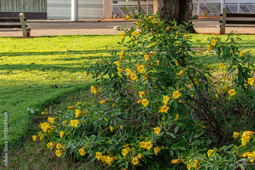 Allamanda Flowering Plant photo