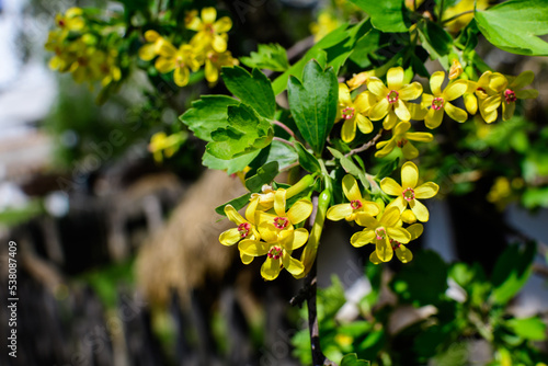 Branch with yellow flowers of Ribes aureum, known as golden currant, clove currant, pruterberry or buffalo currant, in a garden in a sunny spring day photo