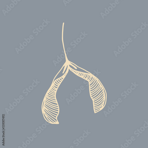 Helicopter seeds gray background