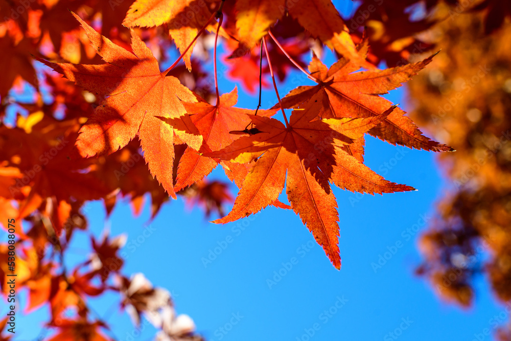 Vivid red and orange leaves of Acer platanoides or Norway maple tree, towards clear blue sky in a garden during a sunny autumn day, beautiful outdoor background photographed with soft focus. Vivid red and orange leaves of Acer platanoides or Norway maple tree, towards clear blue sky in a garden during a sunny autumn day, beautiful outdoor background photographed with soft focus.