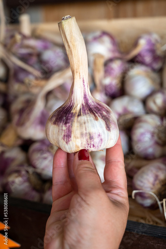Canvas Print New harvest of fresh aromatic violet garlic in Piolenc village, Vaucluse, Proven