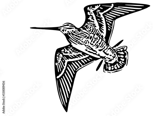 Canvas Print Woodcock flying