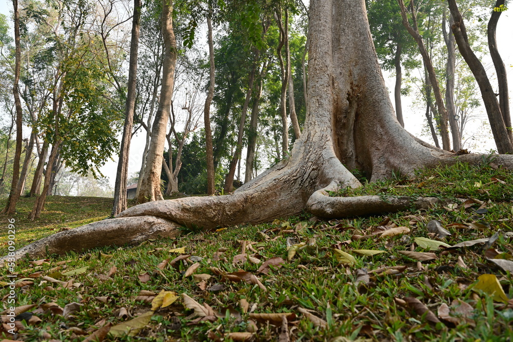 The large roots of trees that emerge outside the soil within the garden. A multi-year tree with large, strong roots clinging to the ground with fallen leaves covering the grass.
