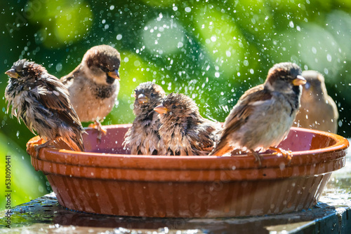 Obraz na płótnie House sparrows bathing and splashing water in a birdbath on a hot summer day