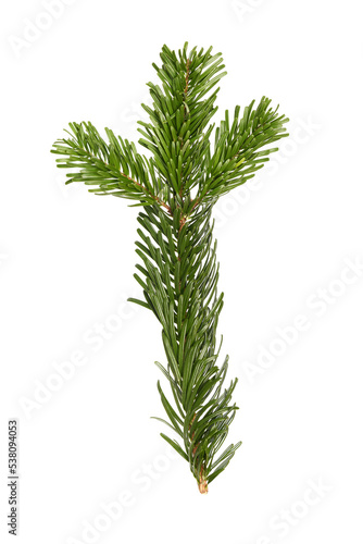 Branch of The Nordmann Fir Christmas Tree. Green pine  spruce branch with needles. Isolated on white background. Close up top view