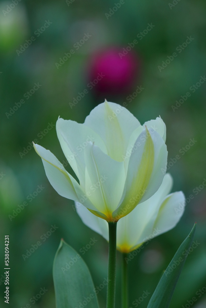 Fototapeta premium 色とりどりに咲き誇る赤白黄色