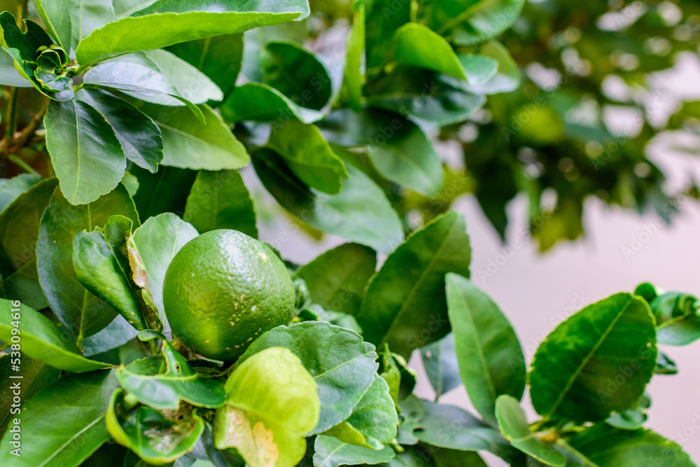 close-up green lemon on lemon tree branch close-up green lemon on lemon tree branch