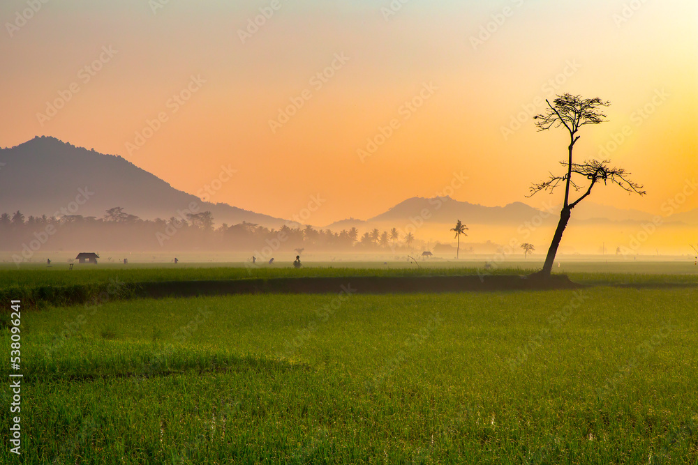 stunning sunrise over green rice fields with mountain background