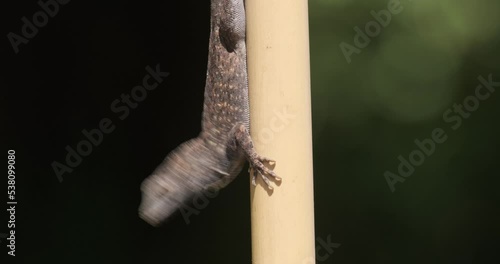 Brown Anole Lizard (Anolis sagrei) Displaying Dewlap photo