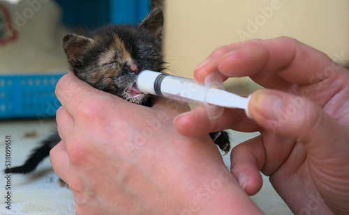 Feeding a homeless little kitten. Pipette feeding milk to a small abandoned stray kitten on the street