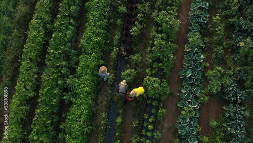 Aerial view of men on farm picking harvesting organic cabbage and vegetables at sunrise on a summer or early autumn day.
