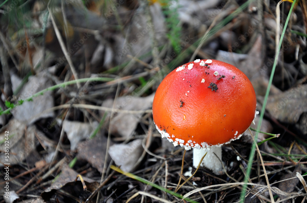 A bright orange mushroom grows in a pine forest A bright orange mushroom grows in a pine forest