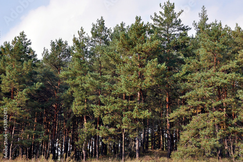 The pine forest at noon in autumn. 
