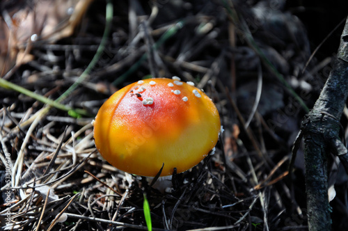 Inedible yellow mushroom in the forest in autumn