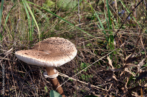 Mushrooms in the forest in autumn.