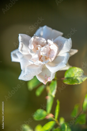 White rose flowers in the morning dew, nature.