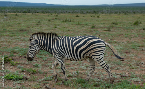 Zebras in der Wildnis und Savannenlandschaft von Afrika