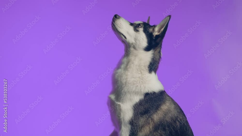 A young husky poses in the studio on a purple background A young husky poses in the studio on a purple background