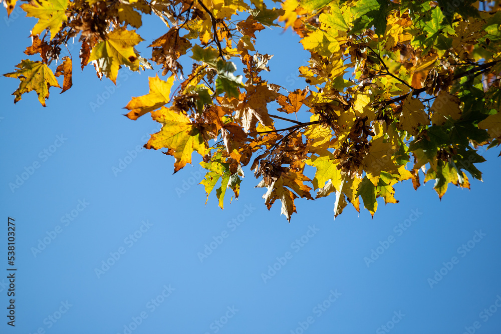 Yellow autumn maple leaves against the blue sky. Yellow autumn maple leaves against the blue sky.