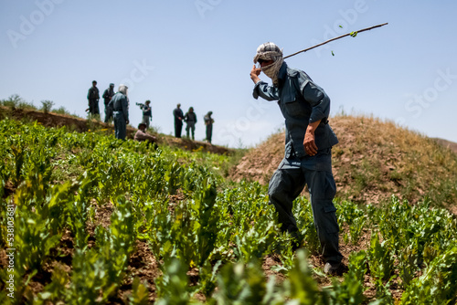 Afghan police officers destroying opium poppy flowers fields near Faizabad city in Afghanistan photo
