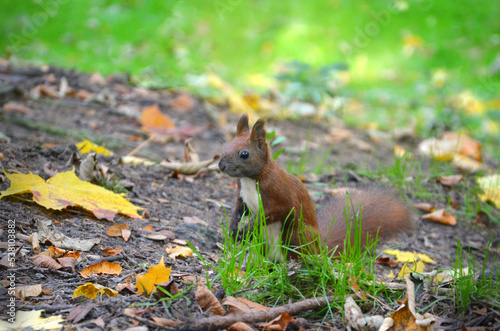 One cute  red-brown squirrel with a white tummy sits on its hind legs in an autumn park. Outdoors photo .Free copy space © Mariana