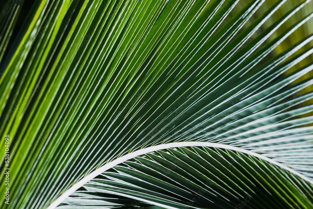 Abstract natural background photo texture, palm leaf Abstract natural background photo texture, palm leaf