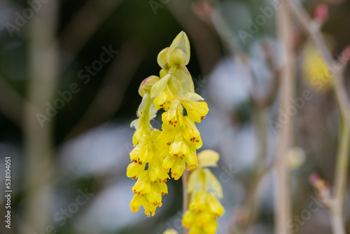 Beautiful Corylopsis spicata flower. Kingdom name is Planta photo