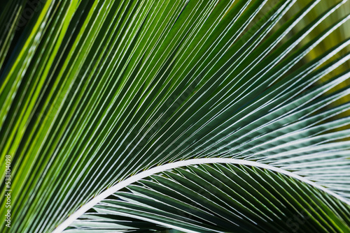 Abstract natural background photo texture  palm leaf