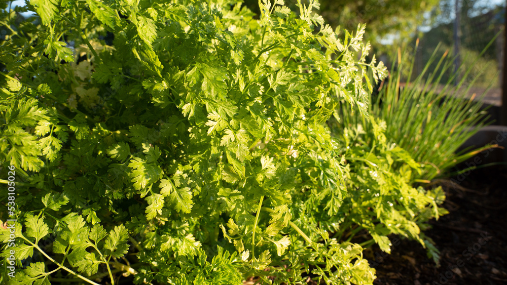 Persil herbes fraîches Persil herbes fraîches