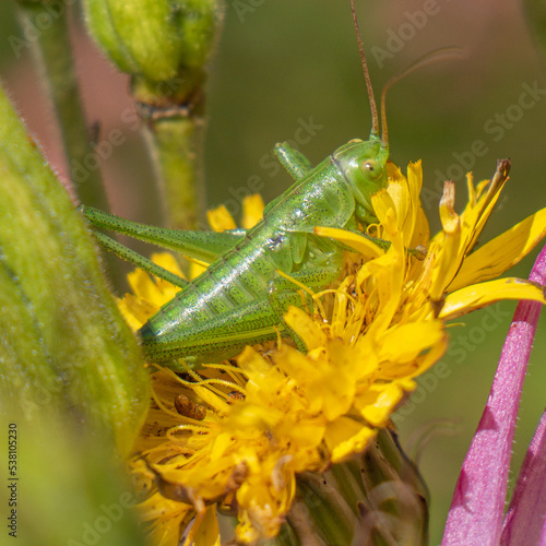 Sauterelle sur fleur de soucis photo