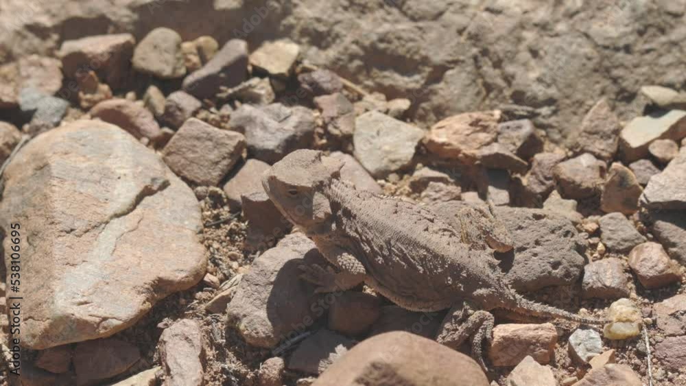 Desert Horned Lizard Looking Around Desert Horned Lizard Looking Around