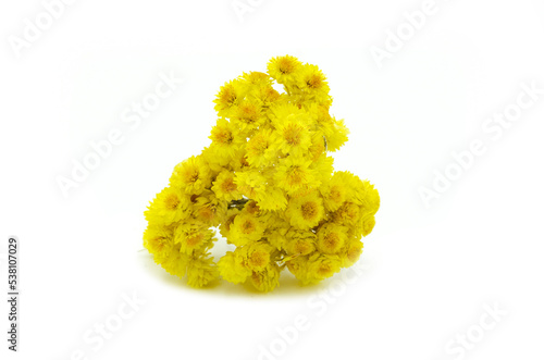 Isolated golden grass flowers in white background