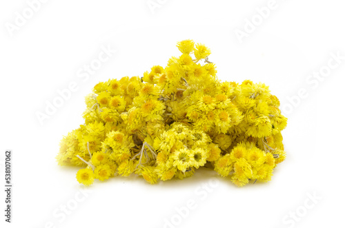 Golden grass medicinal herb