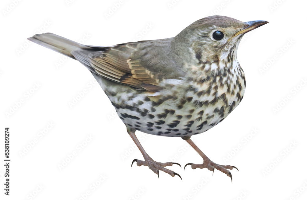 Fototapeta premium Song thrush (Turdus philomelos), songbird isolated, PNG on transparent background