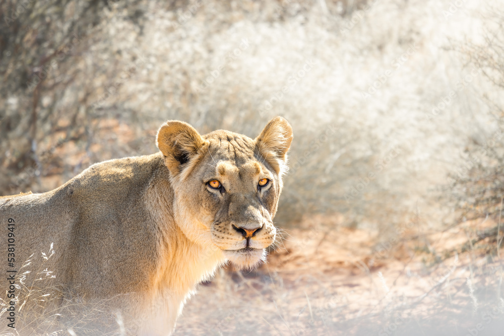 beautiful lioness walking through the bushh fo the kalahari desert in namibia beautiful lioness walking through the bushh fo the kalahari desert in namibia