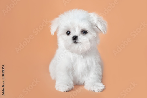 Little cute puppy white dog of the Maltese breed. Studio photo. Pets concept. 