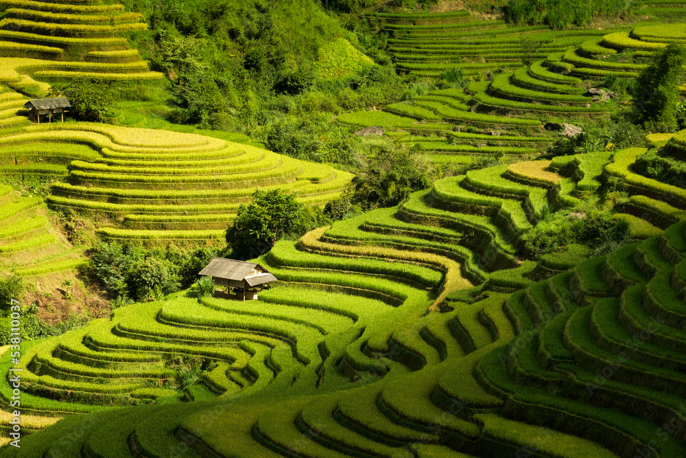 Rice fields on terraces in Mu Cang Chai, Vietnam Rice fields on terraces in Mu Cang Chai, Vietnam