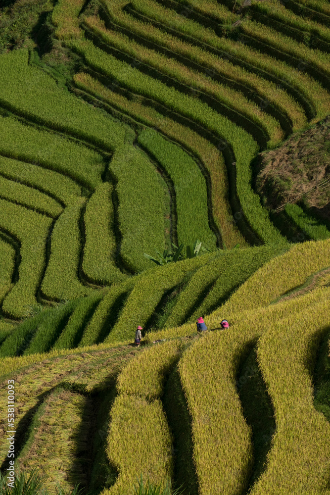 Rice fields on terraces in Mu Cang Chai, Vietnam Rice fields on terraces in Mu Cang Chai, Vietnam