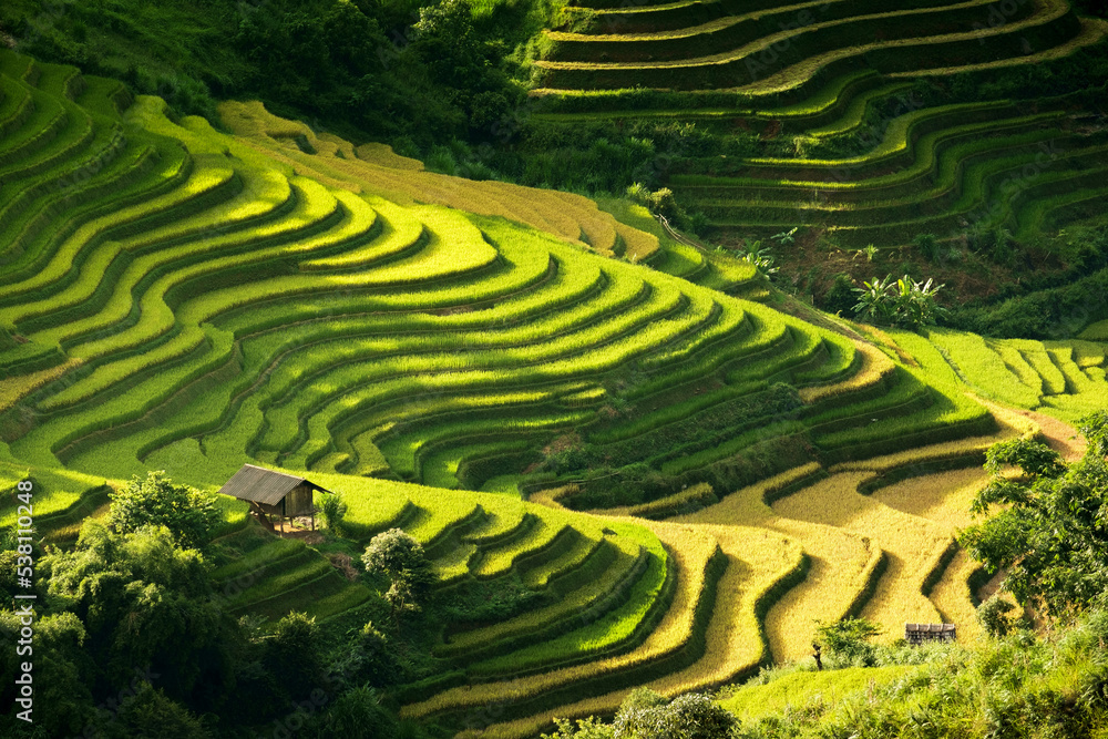 Rice fields on terraces in Mu Cang Chai, Vietnam