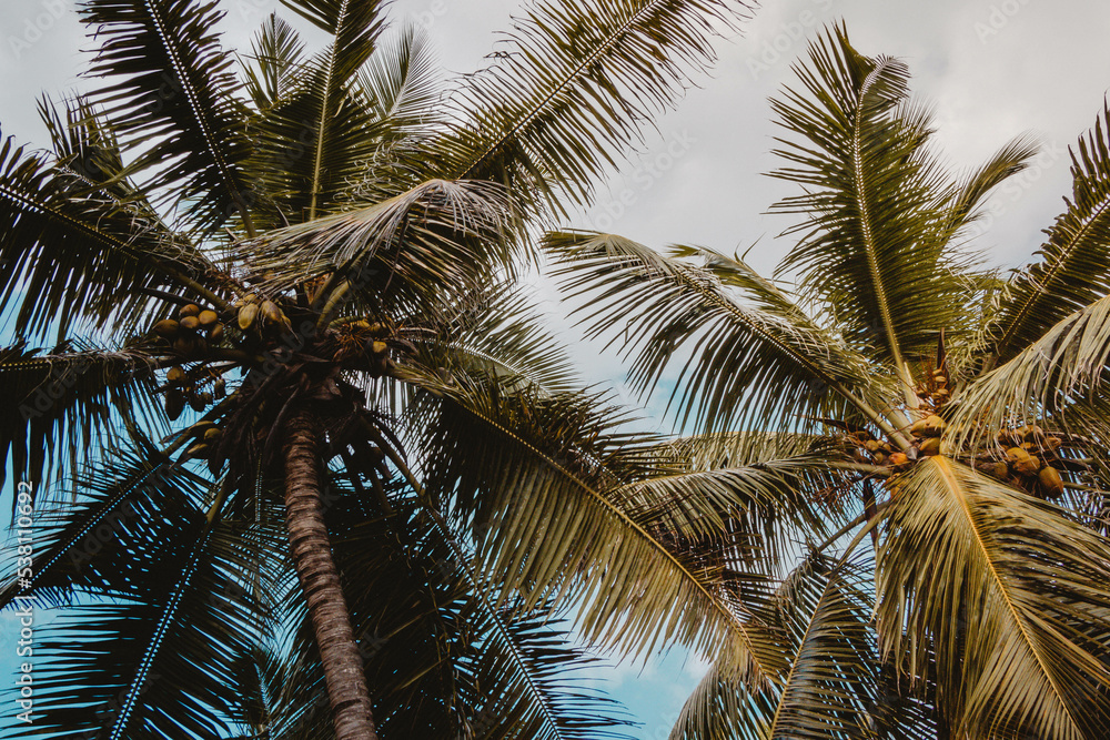 Obraz premium coconut palm trees