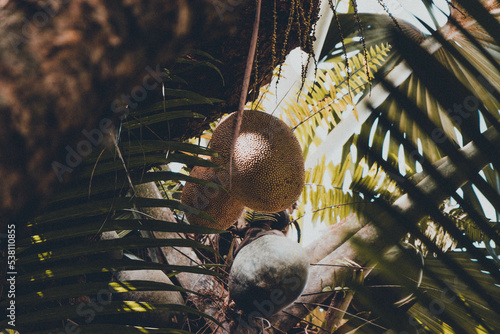 Coco de Mer Tropical Fruit Palm Tree Seychelles photo