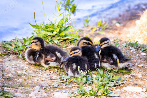 Mallard ducklings in a clutch at the edge of a pond in Roe Georgia. © Wildspaces
