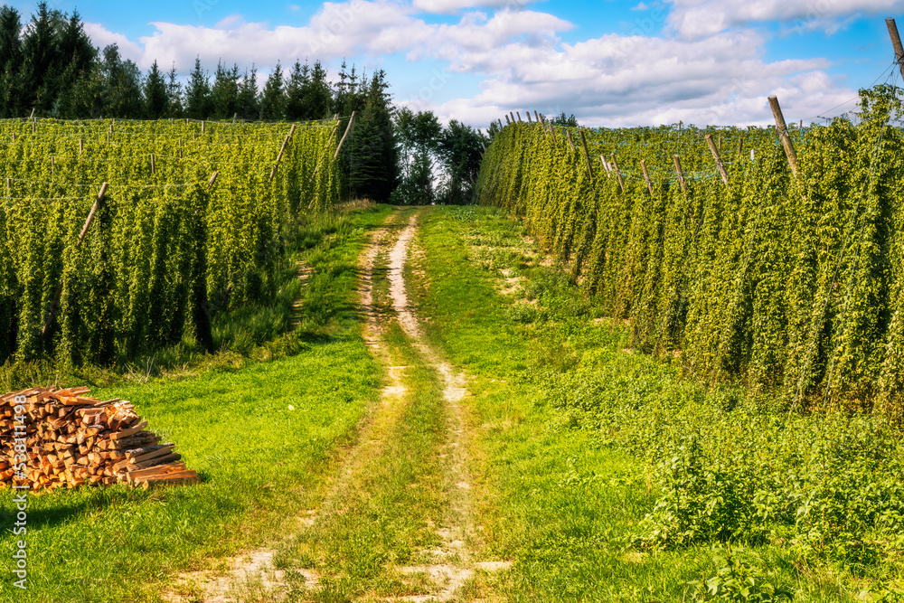 Hop Garden in Bavaria