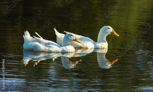 Canvas Print Pekin Ducks are swimming together in a pond in Rome Georgia.